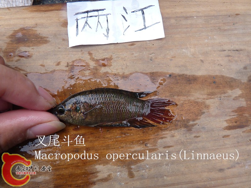 P1040022_副本.jpg