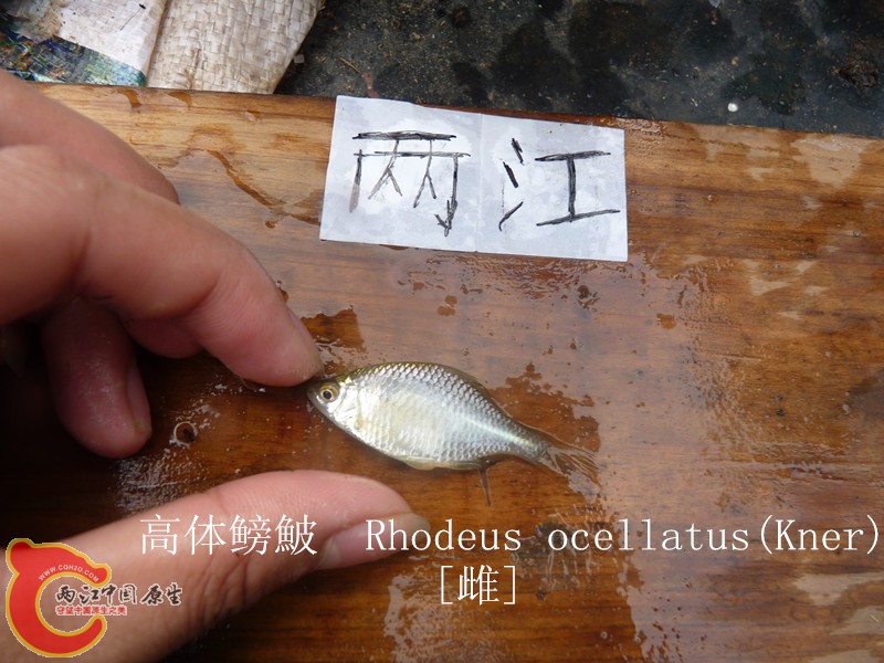 P1040026_副本.jpg
