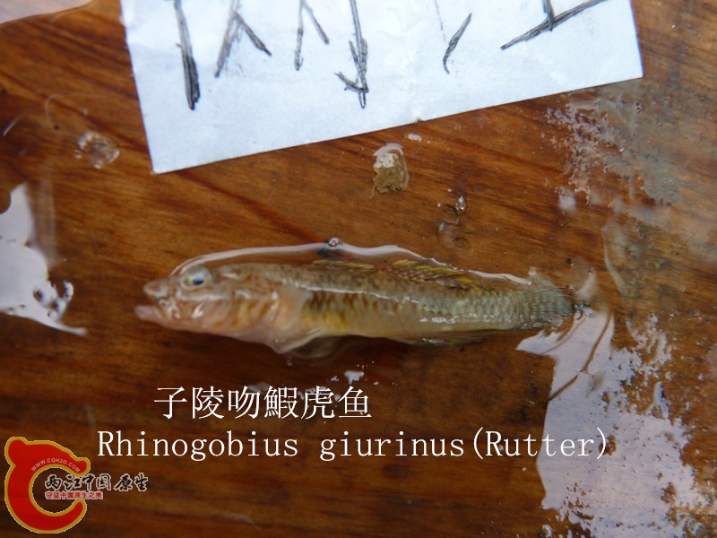 P1040036_副本.jpg