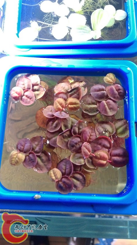 IMAG3436.jpg