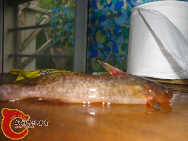 DSC03020.JPG
