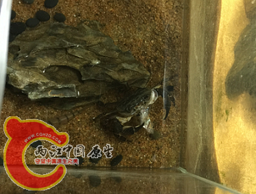 喂螃蟹了
