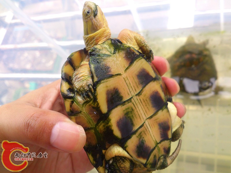 DSC_3036_副本.jpg
