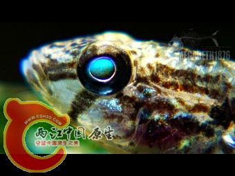 萨氏华黝 Sineleotris saccharae