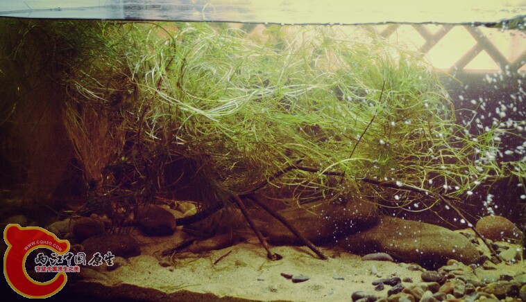 水草不必种了，直接扔进去