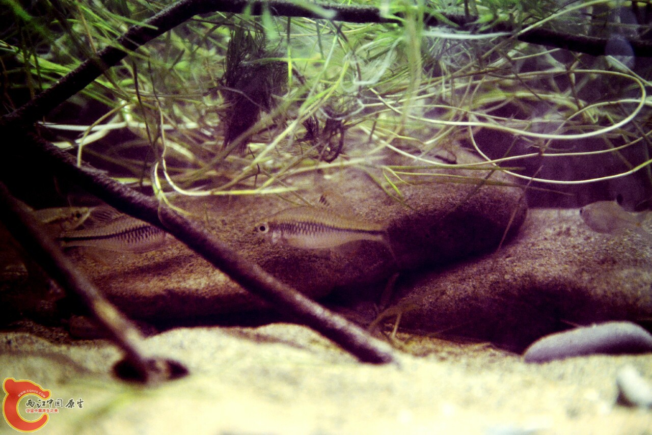60鳑鲏缸秋天打算再加几条鳑鲏，或者鳅