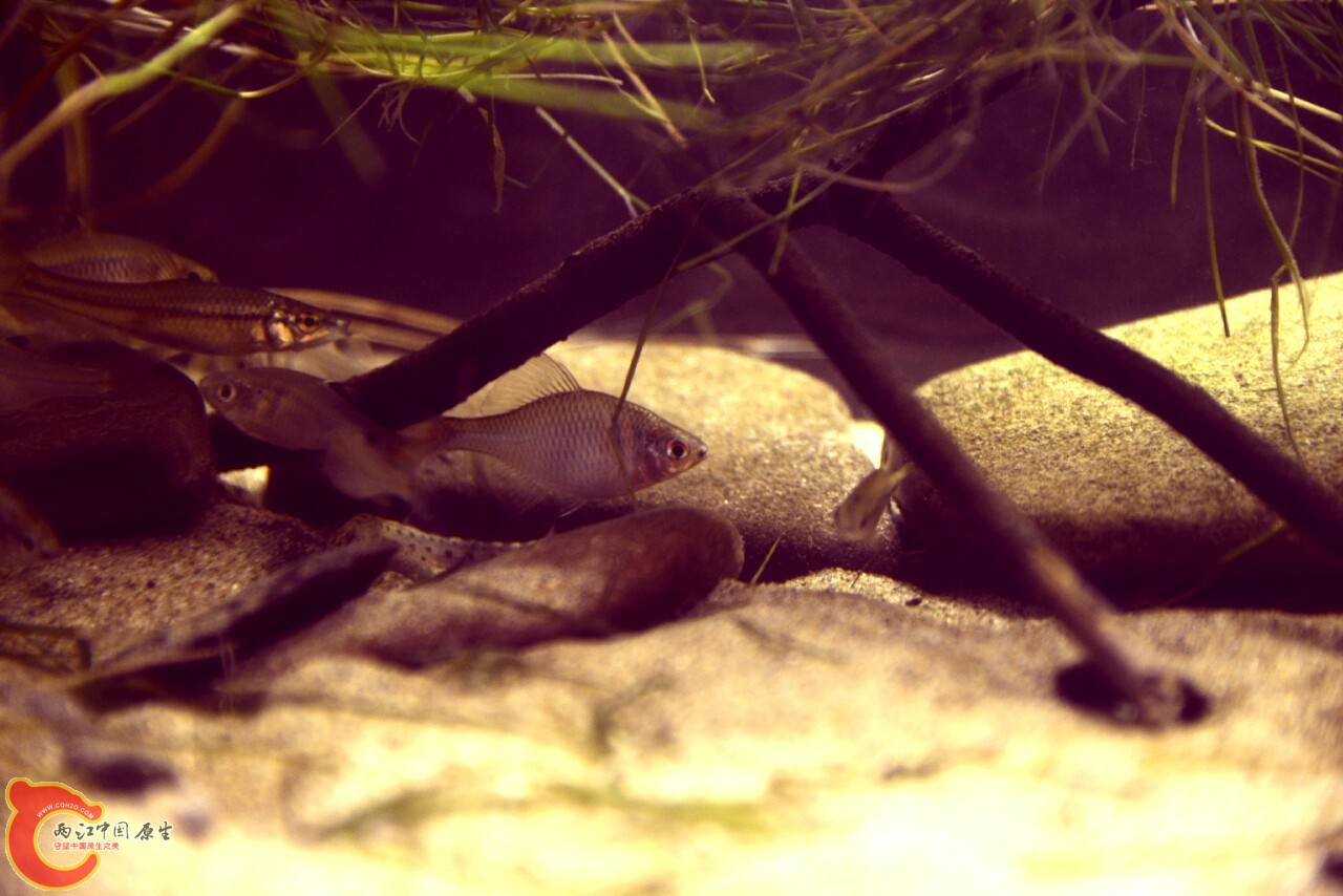 水草下面感觉很安全