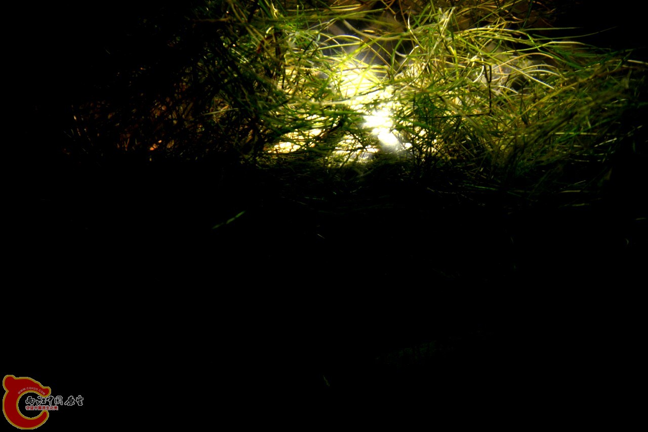 一丝阳光透进来。模拟自然水下的光照