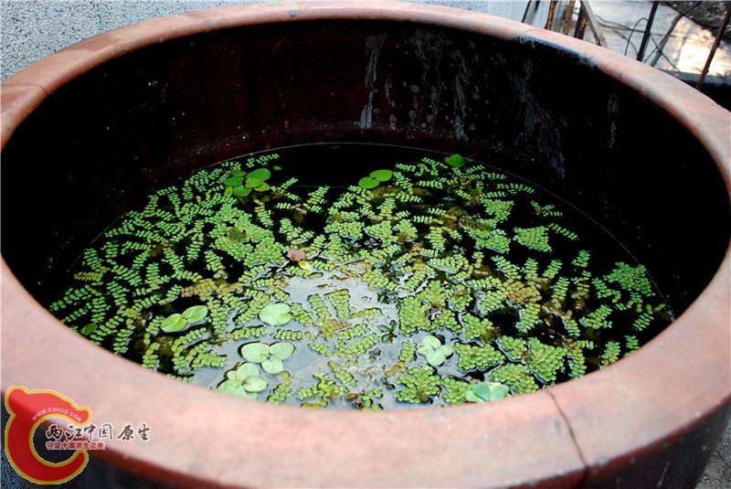 DSC_0080.jpg