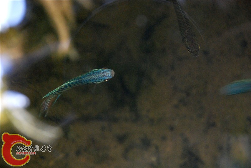 DSC_0006.jpg