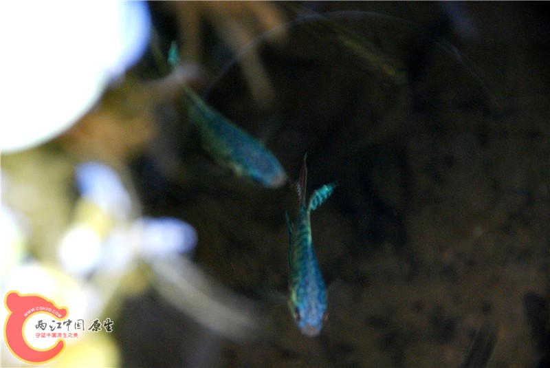 DSC_0016.jpg