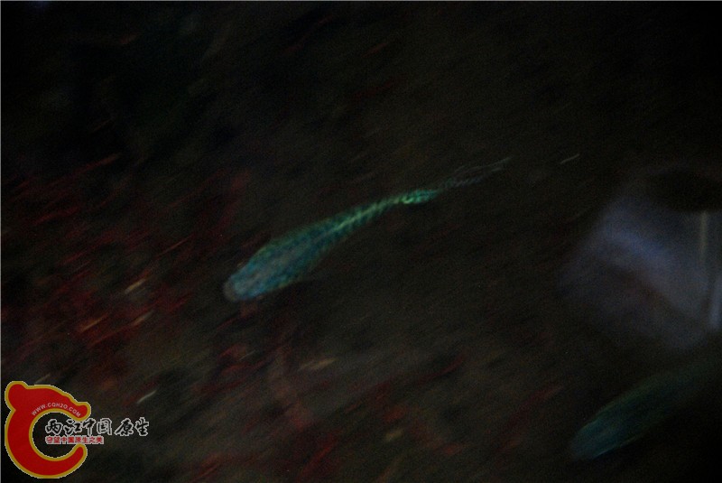 DSC_0022.jpg