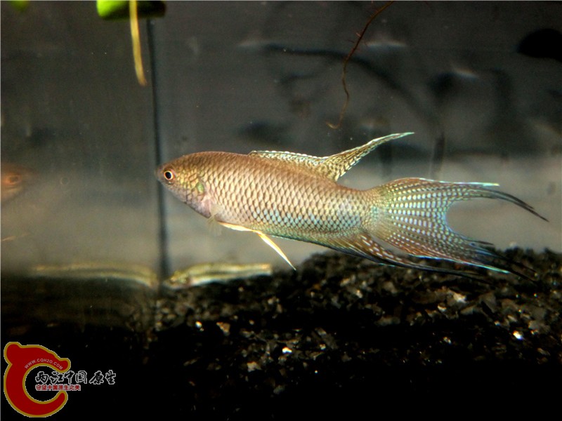 DSCF6828.jpg