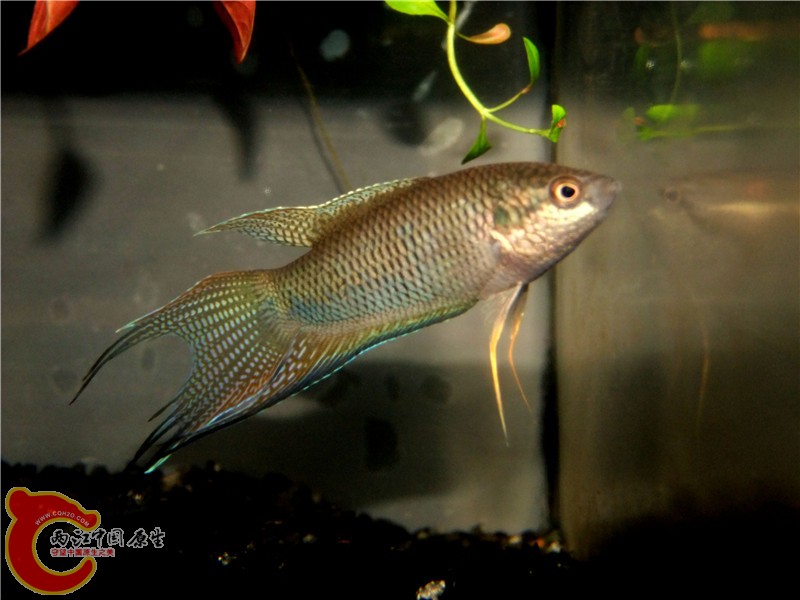 DSCF6837.jpg