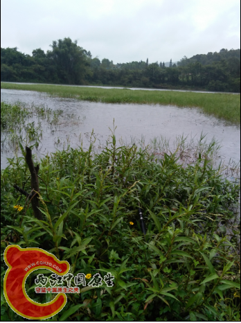 湖大，还是水草边钓好。