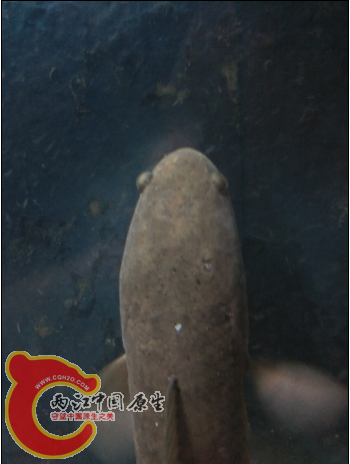 QQ截图20150910002351.png