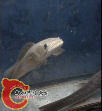 QQ截图20150910002408.png