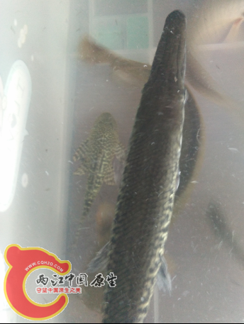 QQ截图20150910002513.png