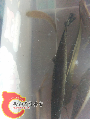 QQ截图20150910002548.png