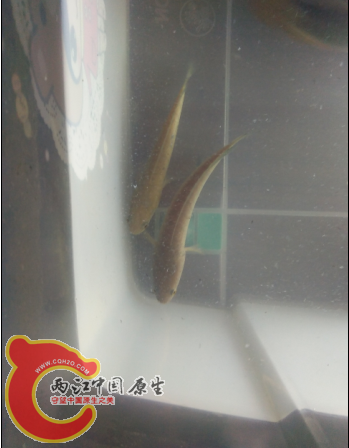 QQ截图20150910002600.png