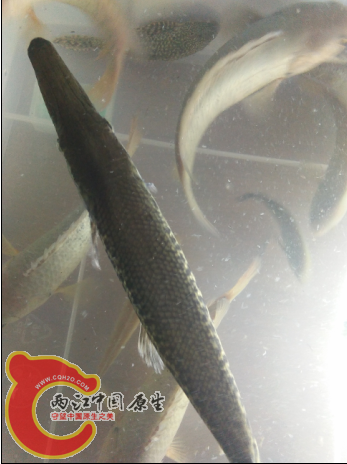 QQ截图20150910002634.png