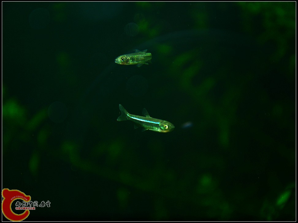 DSC_1109.jpg