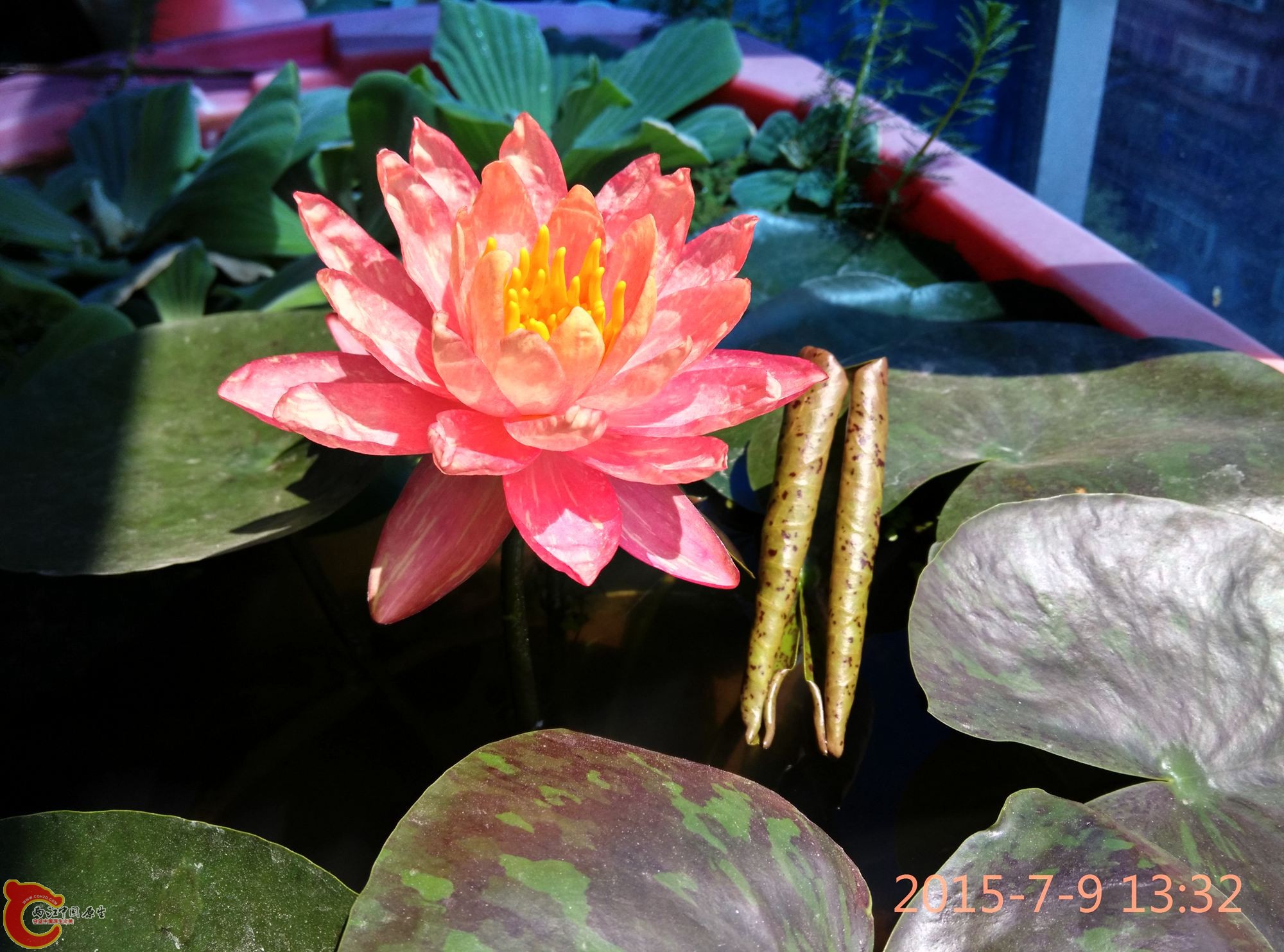 IMG_20150709_133301_HDR.jpg