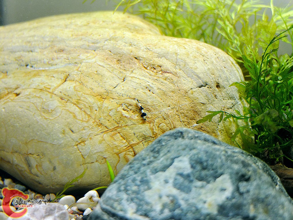 石头和小熊猫鳅，本来有两只小的，一只下落不明