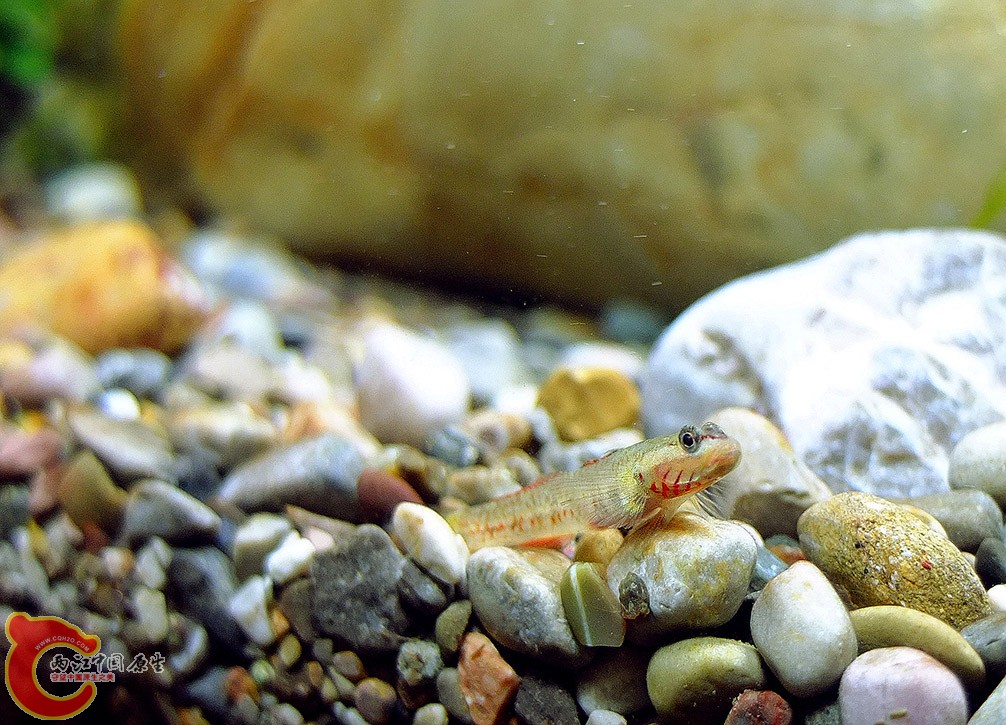 缸里最小的压成，未成年小红，红型溪吻