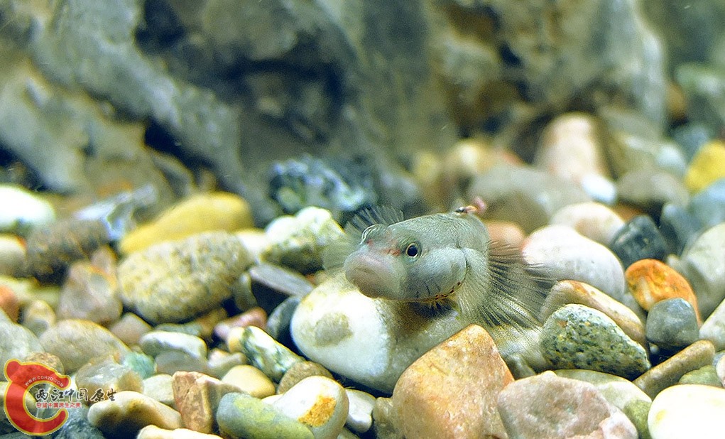 缸霸，猛虎，普通白面溪吻