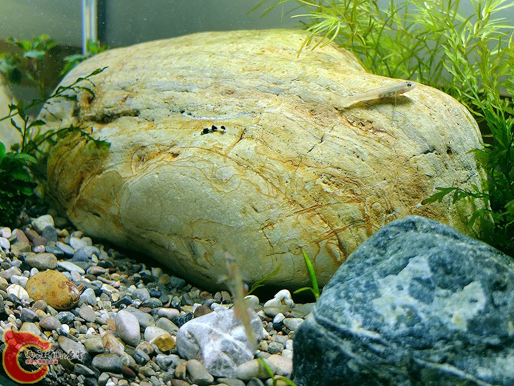 最喜欢的石头，几年前大河边捡的