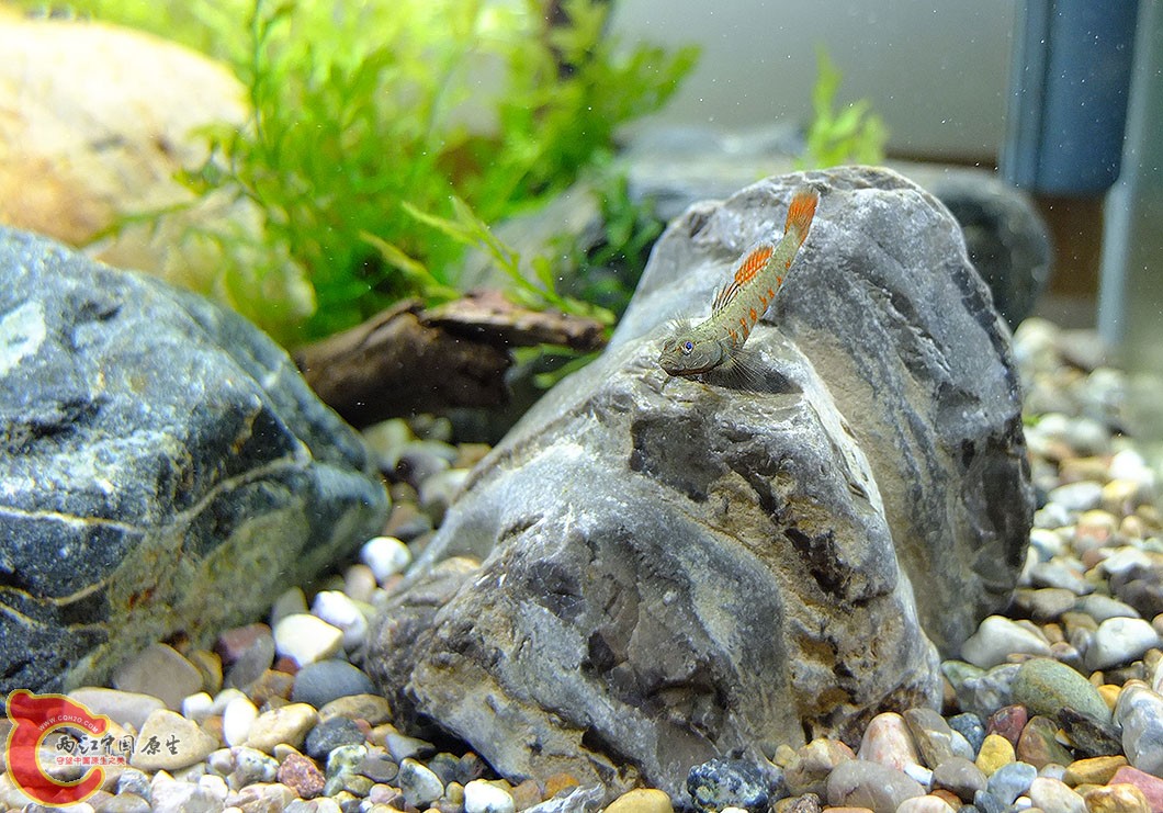 周氏，经常被猛虎追得趴缸壁上，据说虾虎趴缸壁是Loser的象征。。。