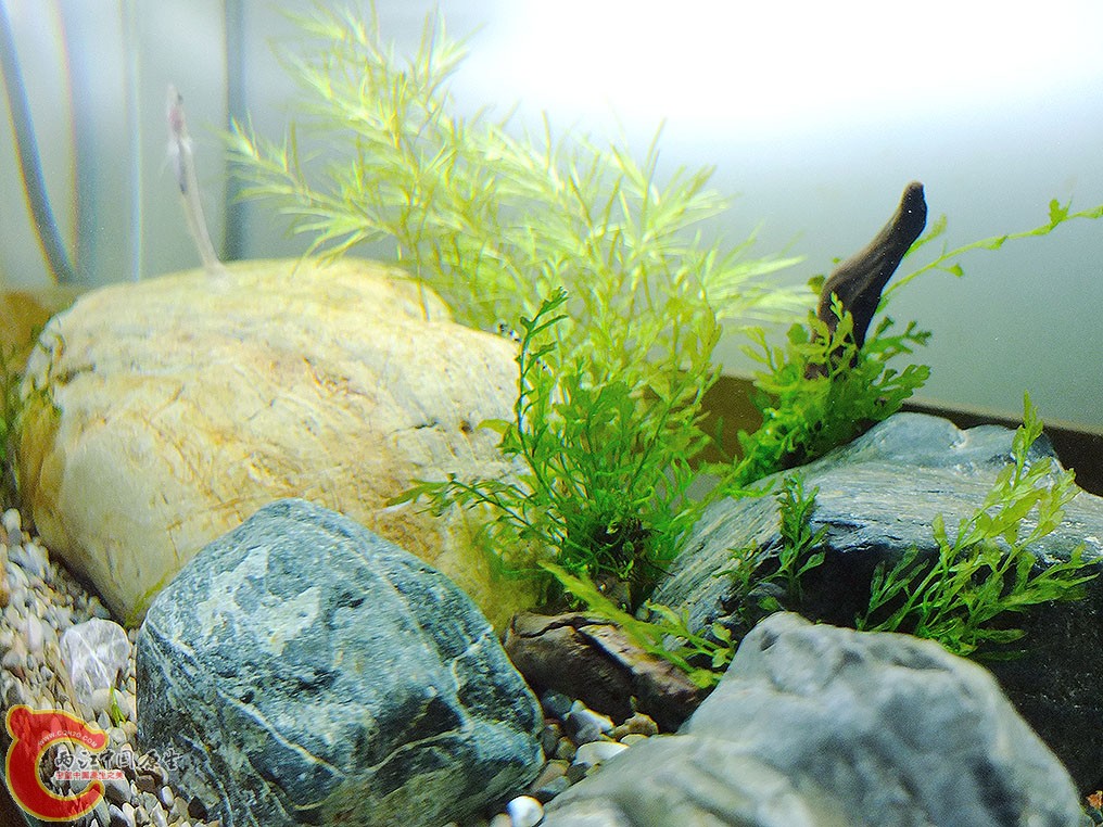 石头和沉木，水草的组合