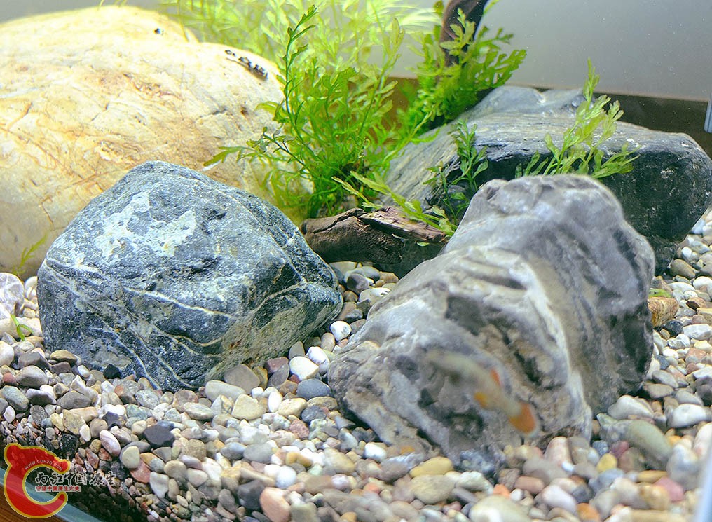 黑木蕨和摩斯都绑在沉木上的