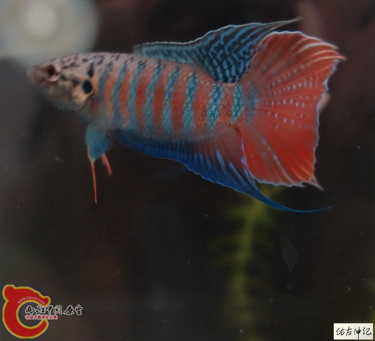 DSC07774_副本_副本_副本.jpg