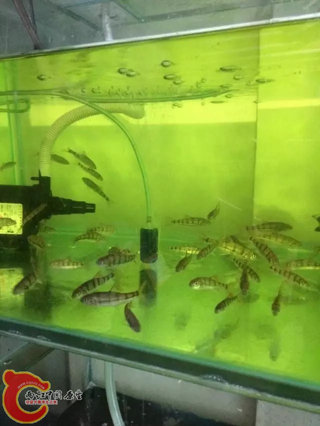 光唇.jpg