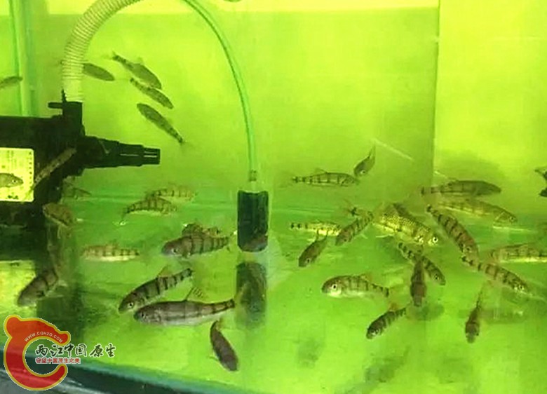 光唇.jpg