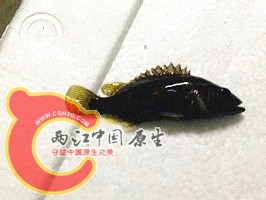 有点黑和环境有关系