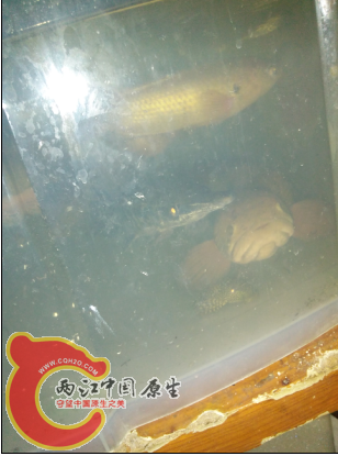 整理箱中的这条月鳢