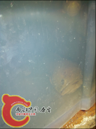 大嘴巴