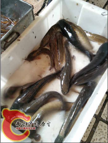 市场卖的线鳢