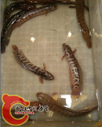 小的25元一斤，大的30元一斤