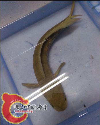 体长超过30厘米，没量我的就是这条。