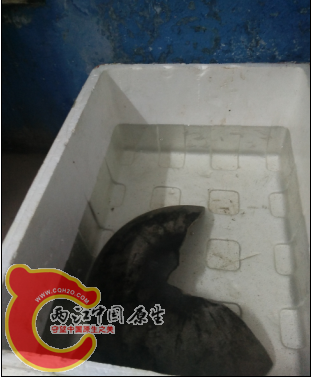 石锅盖做藏身，泡沫盒
