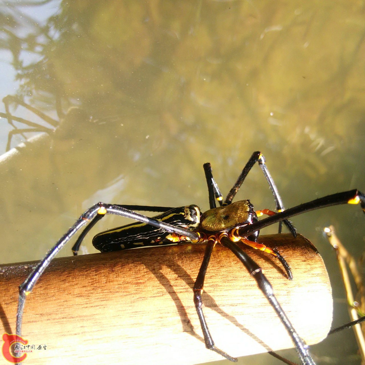 IMG20150809124511.jpg