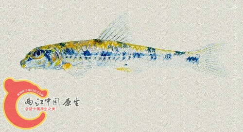 酖9.jpg