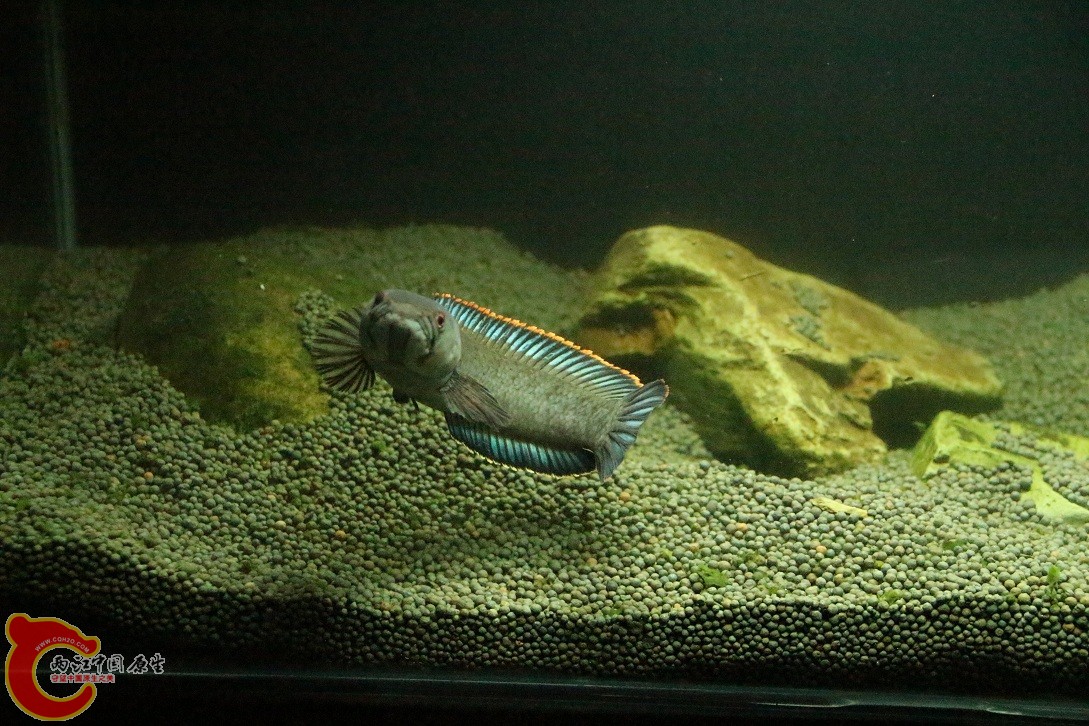 IMG_9238.JPG