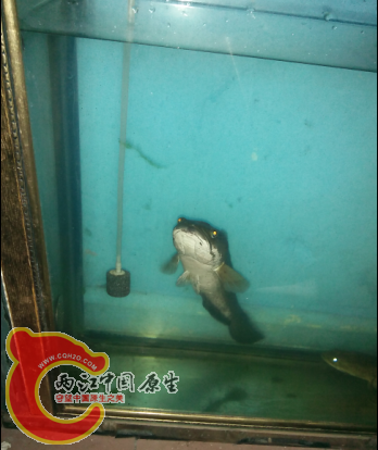 约40厘米线鳢，雌鱼，下角雄鱼