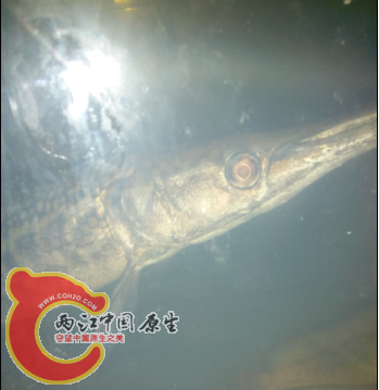 看到牙齿没