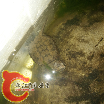 约1个月后拍摄的鳄龟